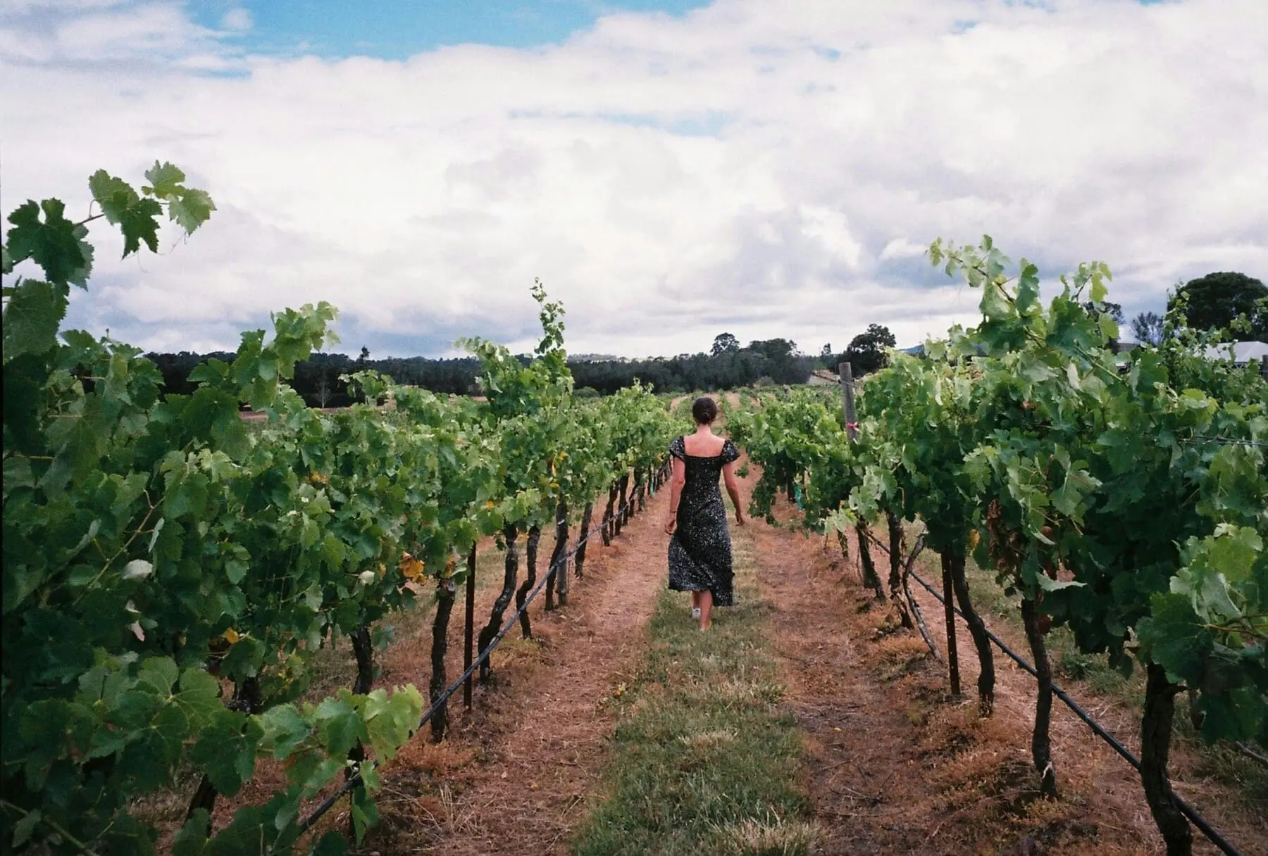 Woman walking through grape vines at a Yarra Valley winery near Melbourne